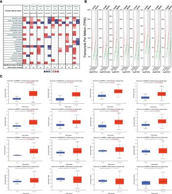 The hnRNPK/A1/R/U Complex Regulates Gene <mark class="highlighted">Transcription and Translation</mark> and is a Favorable Prognostic Biomarker for Human Colorectal Adenocarcinoma